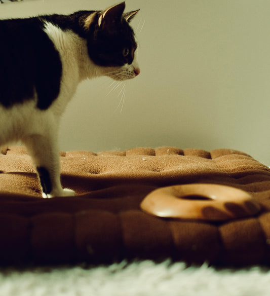 Bagel Frisbee